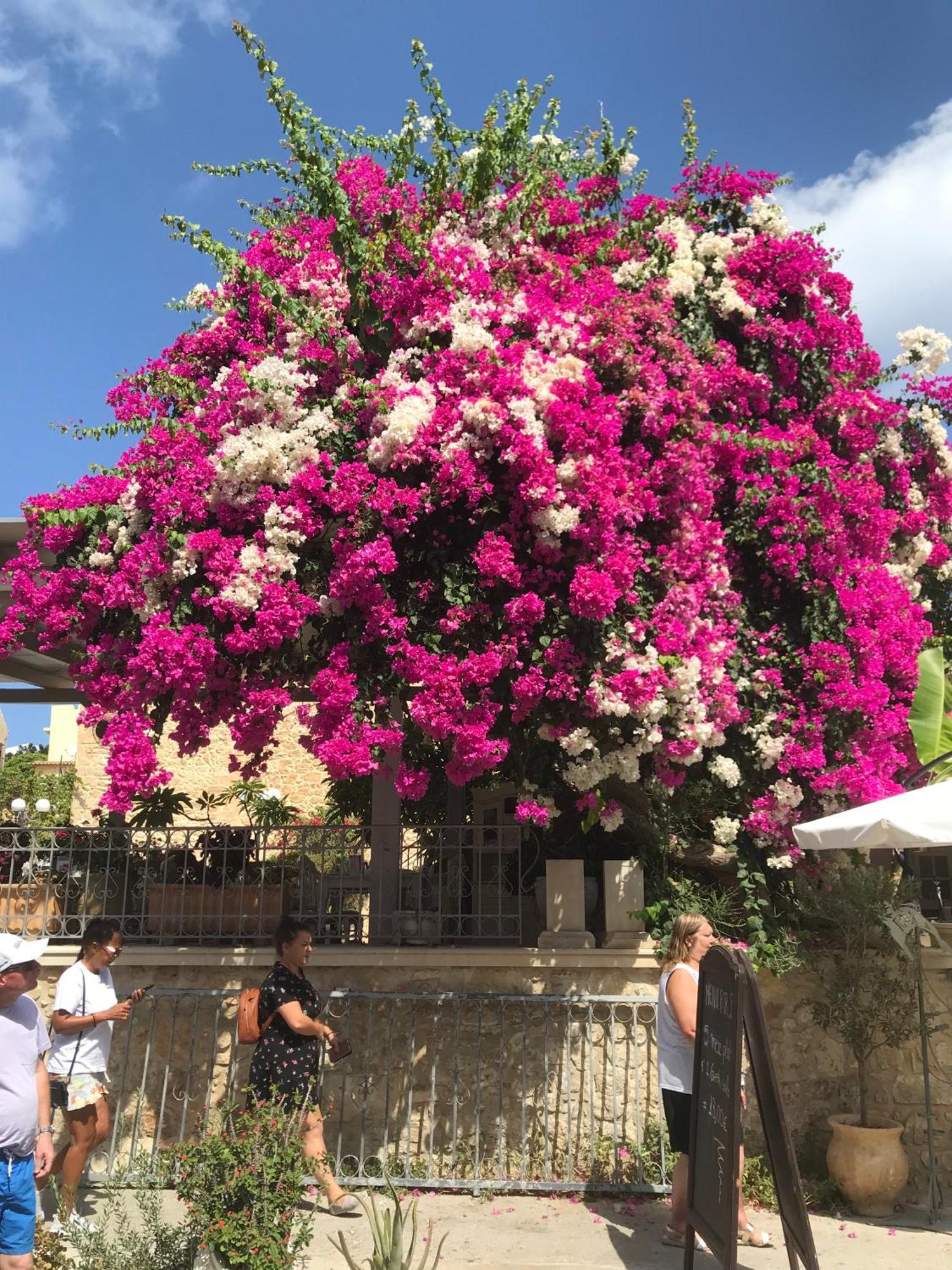 הרסוניסוס Eleni Apartments מראה חיצוני תמונה